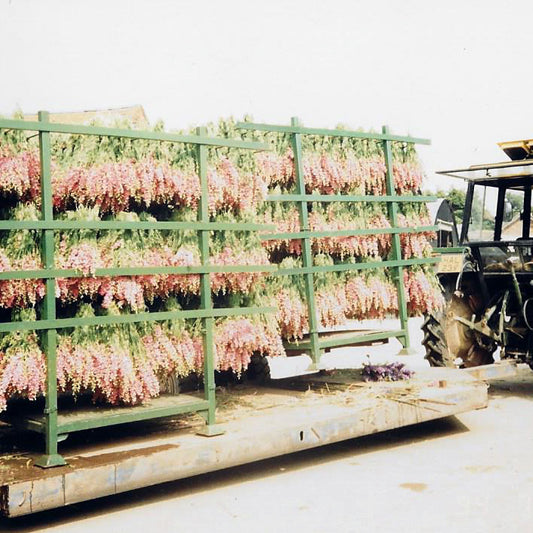 Celebrating 18 Years of Petal Perfection