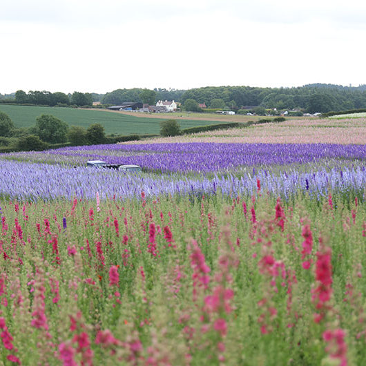 The Confetti Flower Fields 2022