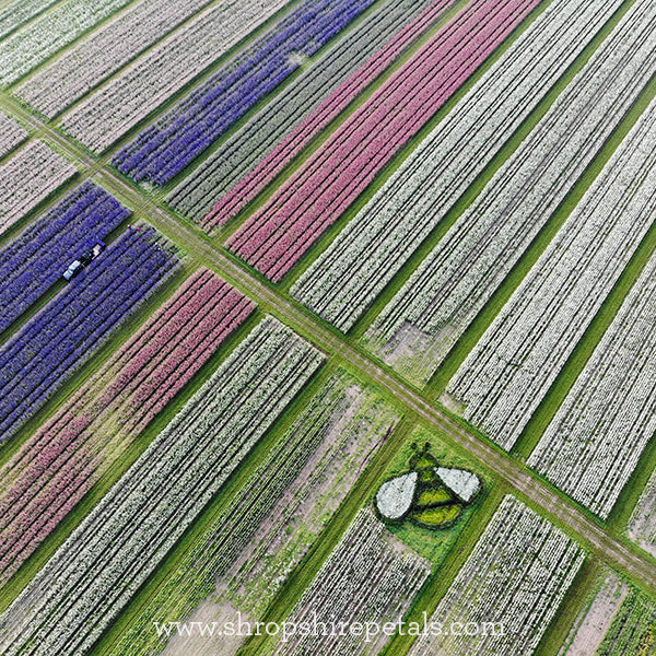 Giant buzz in the Shropshire Petals flower field
