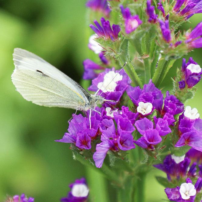 Our First Big Butterfly Count in the Petal Fields