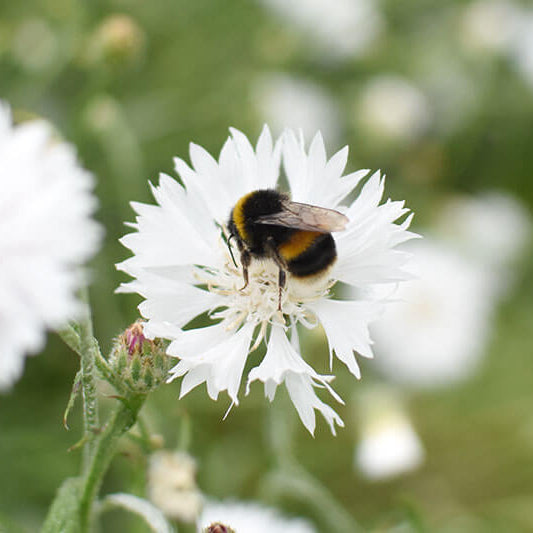 The Benefits of Choosing Biodegradable Petal Confetti for Your Wedding