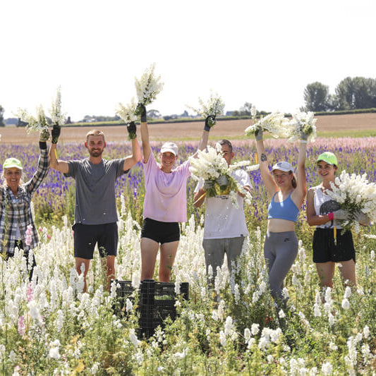 Confetti Harvest Updates