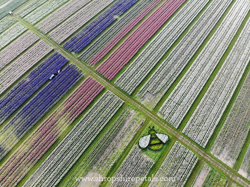 Giant buzz in the Shropshire Petals flower field