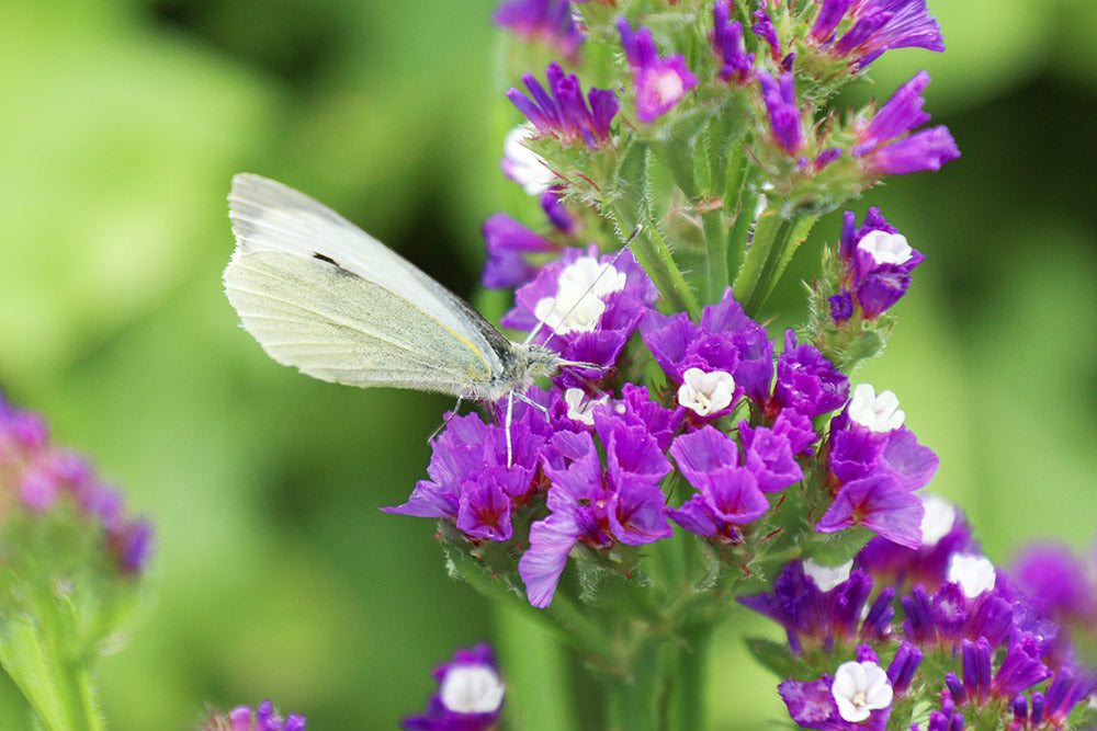 Our First Big Butterfly Count in the Petal Fields
