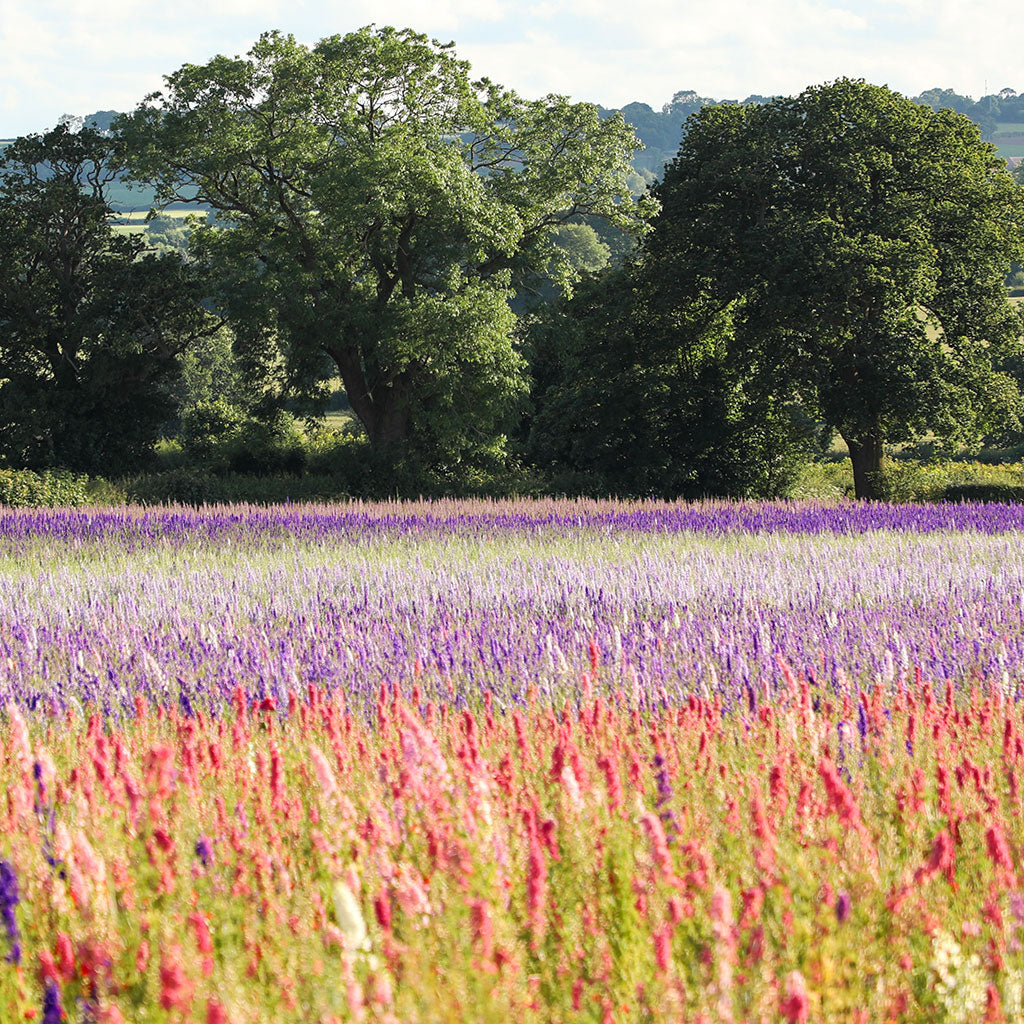 Save Up to 20% on Biodegradable Wedding Confetti & Dried Flowers – This Weekend Only