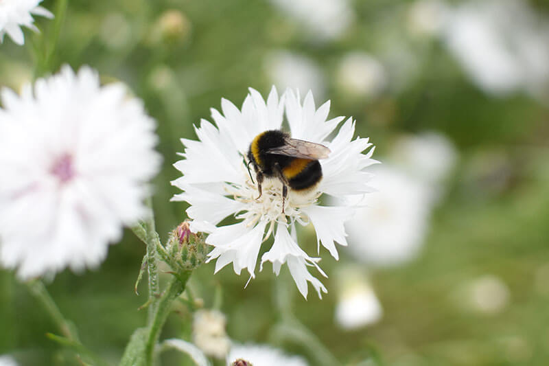 The Benefits of Choosing Biodegradable Petal Confetti for Your Wedding