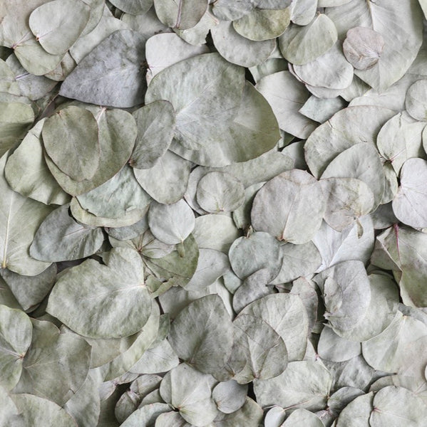 Eucalyptus