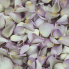 PETAL-SWATCH-SP-Mother-of-Pearl-Rose-LP-700px-web.jpg