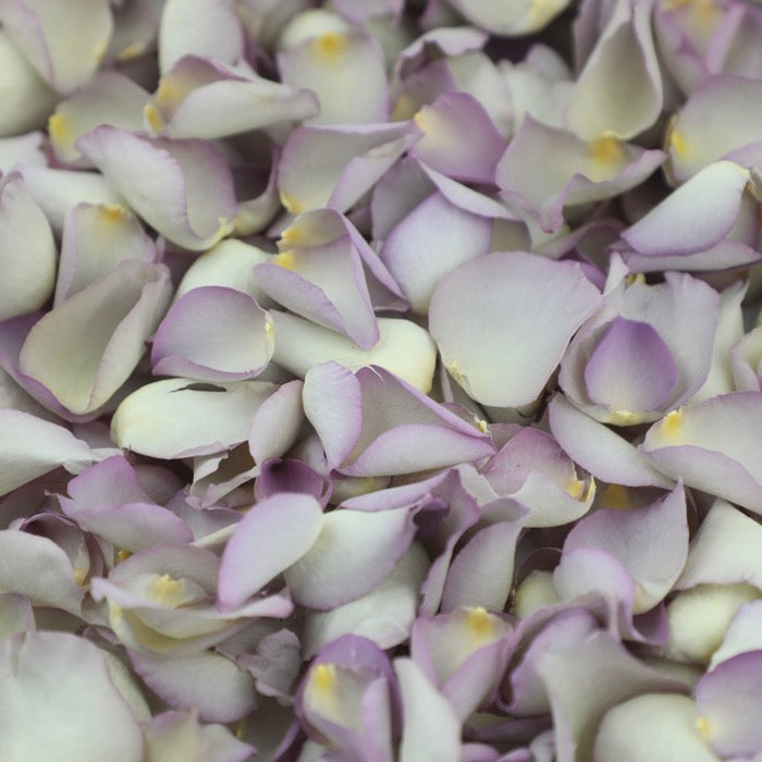 PETAL-SWATCH-SP-Mother-of-Pearl-Rose-LP-700px-web.jpg